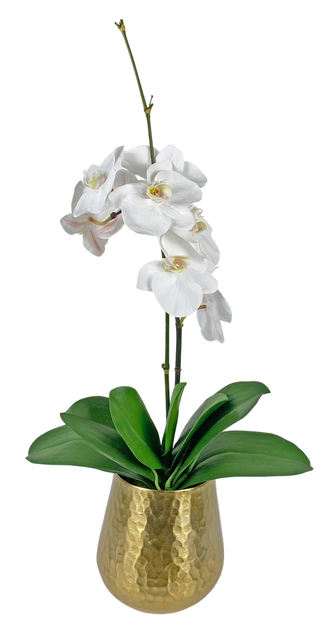 White Orchid in Gold Metal Container